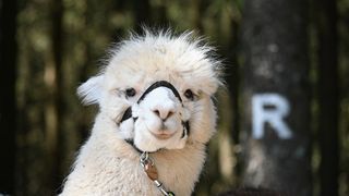 Alpaka im Wald am Rennsteig