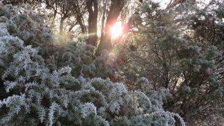 Frost im Naturschutzgebiet Lüneburger HeideFrost in the Lüneburg Heath nature reserveFrost i naturreservatet Lüneburger HeideVorst in het natuurreservaat Lüneburger Heide