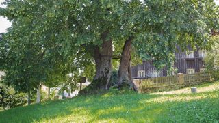 heigl-linde-hohenwarth