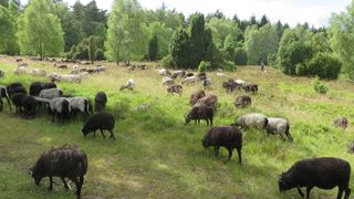 heidschnucken-schaefer-wiese