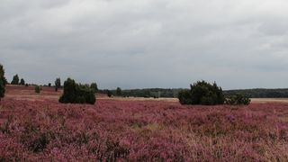 bluehende-heidelandschaft-lueneburger-heide