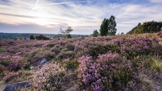 bluehende-heide-bispingen