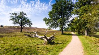 wanderweg-heide