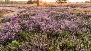 bluehende-heideflaechen-bispingen