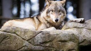 wolf-lueneburger-heide
