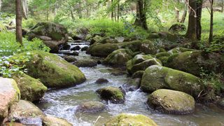 Naturschutzgebiet Höllbachtal mit dem idyllischen Bachlauf