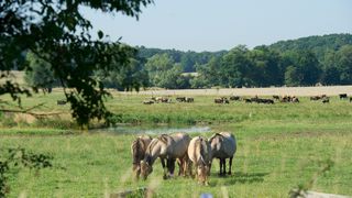 Pferde und Kühe entlang des Mühlenwanderwegs