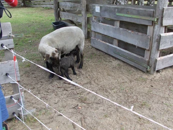 SchäfereiErlebniswelt im AWO Erlebnishof Beeskow