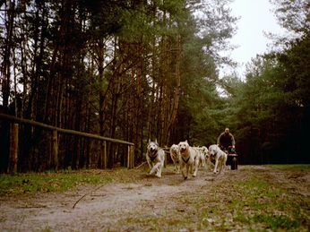 Stonecreek Tours: Huskytouren & Huskytrekking