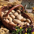 Kartoffeln vom Kartoffelhof Gerlind Neumann