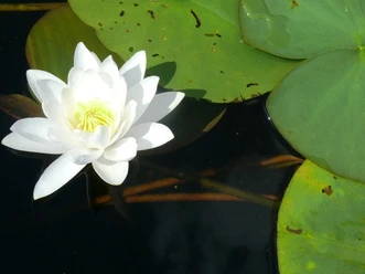 Seerose