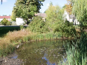 Löcknitz-Forellenteich in Schöneiche