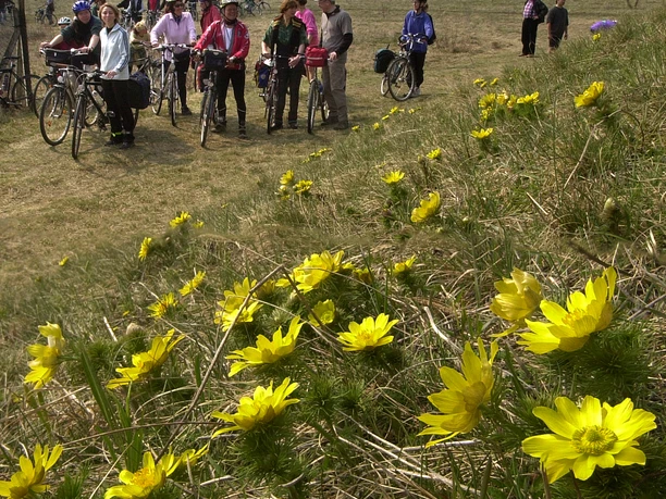 Fahrradtour zu den Adonisröschen