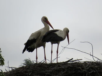 Besuch von Störchen am "Gasthof am Hafen"
