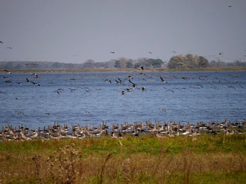 Vogelzug am Gülper See