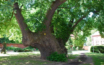 Schwedenlinde