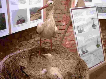 Storchenmuseum in Rathsdorf/Altgaul