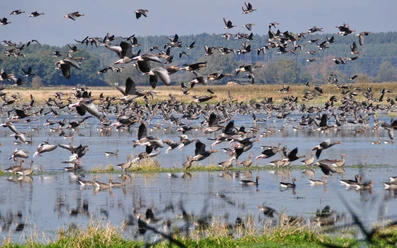 Am Vogelbeobachtungsturm Ungeheuerwiesen