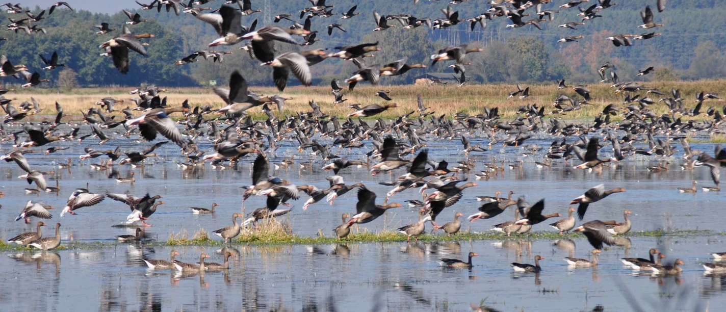 Am Vogelbeobachtungsturm Ungeheuerwiesen