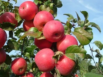 Äpfel
