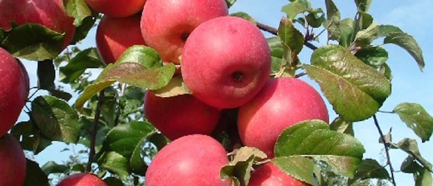 Äpfel