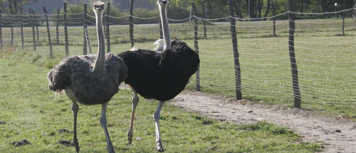 Straußenhof Kagel