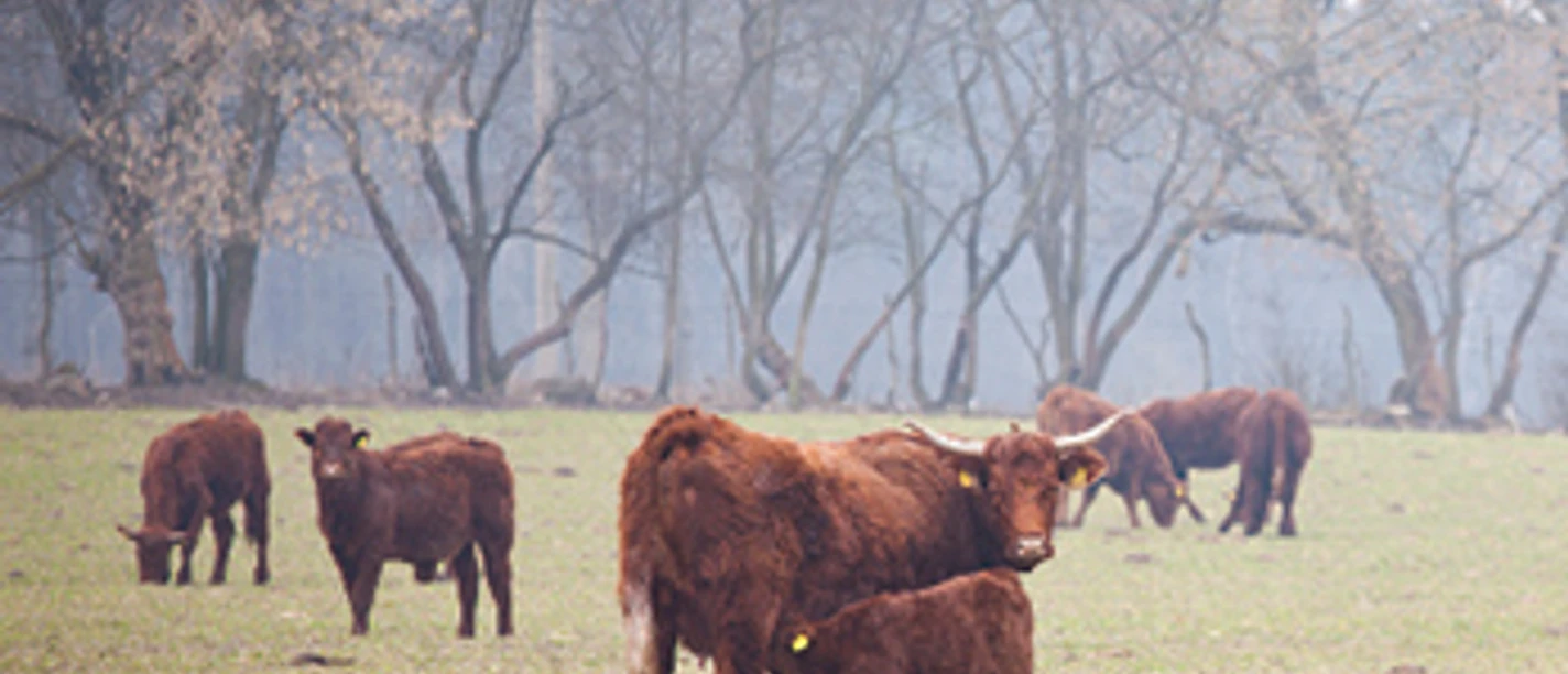 Landwirtschaft und Fischerei Mario Fischer in Niewisch