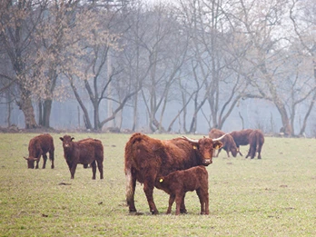 Landwirtschaft und Fischerei Mario Fischer in Niewisch
