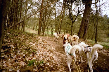 Stonecreek Tours: Huskytouren & Huskytrekking