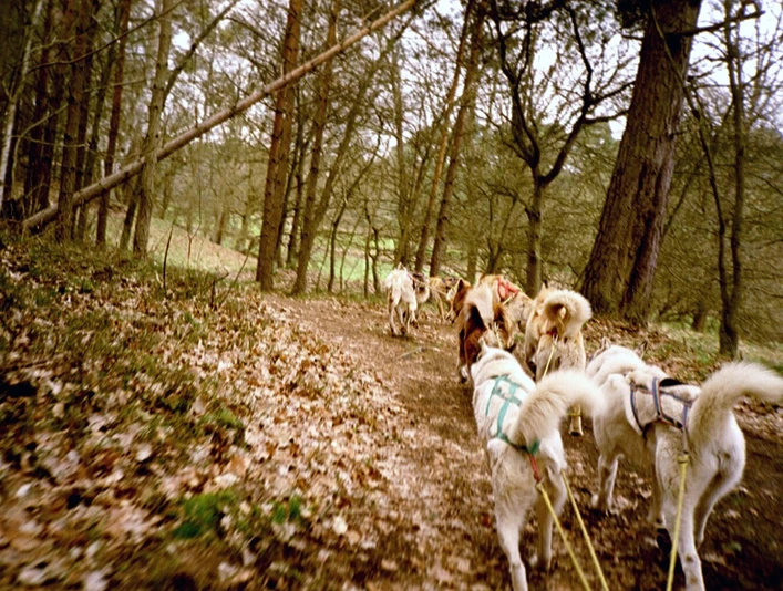 Stonecreek Tours: Huskytouren & Huskytrekking