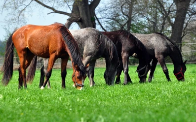 Foto: Shagya-Araber-Gestüt "Eichenhof"