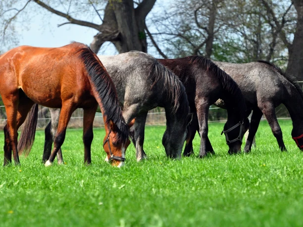 Foto: Shagya-Araber-Gestüt "Eichenhof"