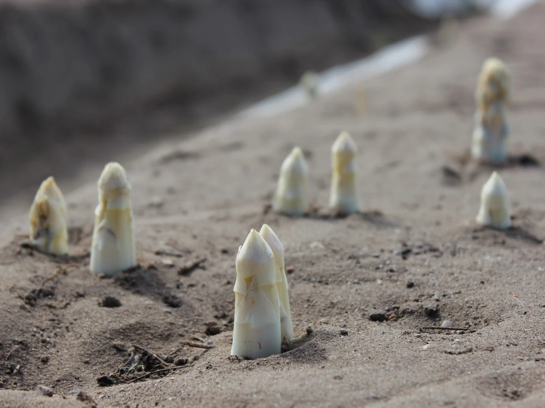 Spargel