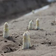 Spargel