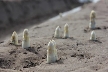 Spargel
