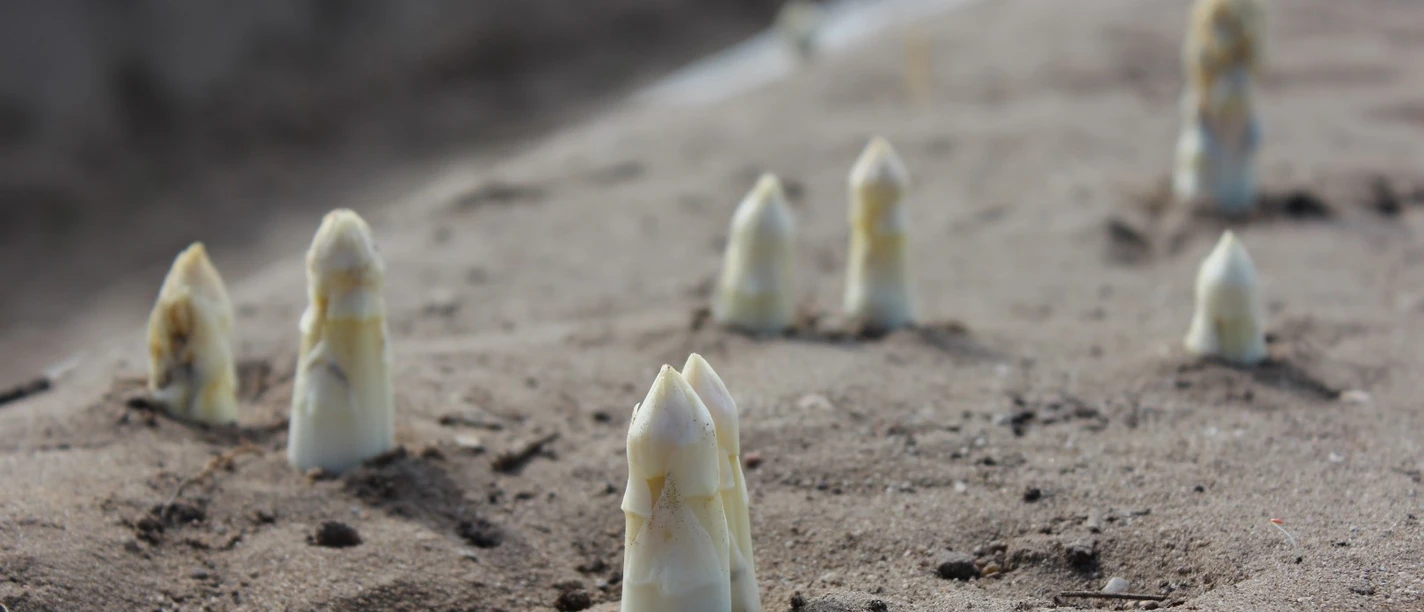 Spargel