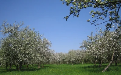 Bergschäferei / Die Biokelterei - Obstwiese in Blüte