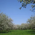 Bergschäferei / Die Biokelterei - Obstwiese in Blüte