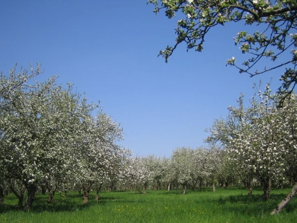 Bergschäferei / Die Biokelterei - Obstwiese in Blüte
