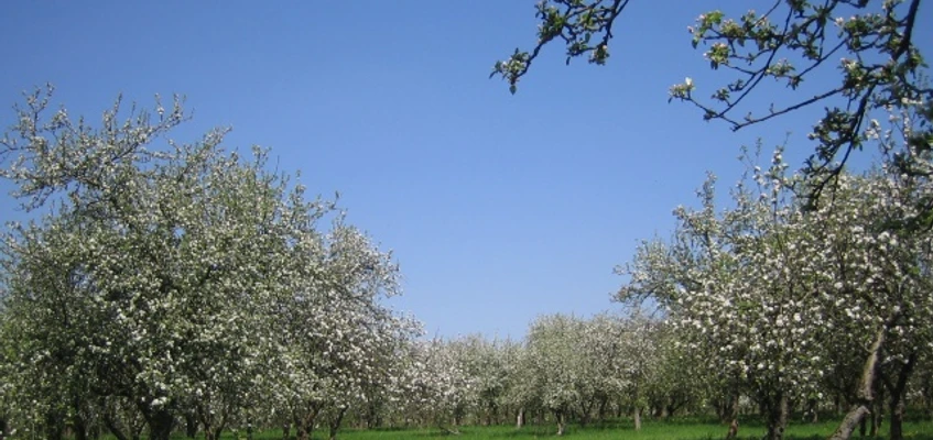 Bergschäferei / Die Biokelterei - Obstwiese in Blüte
