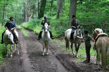 Reiter im Wald