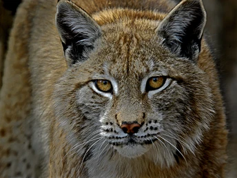 Heimattiergarten Fürstenwalde