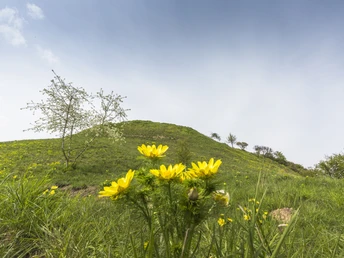 Adonisröschen an den Lebuser Oderbergen