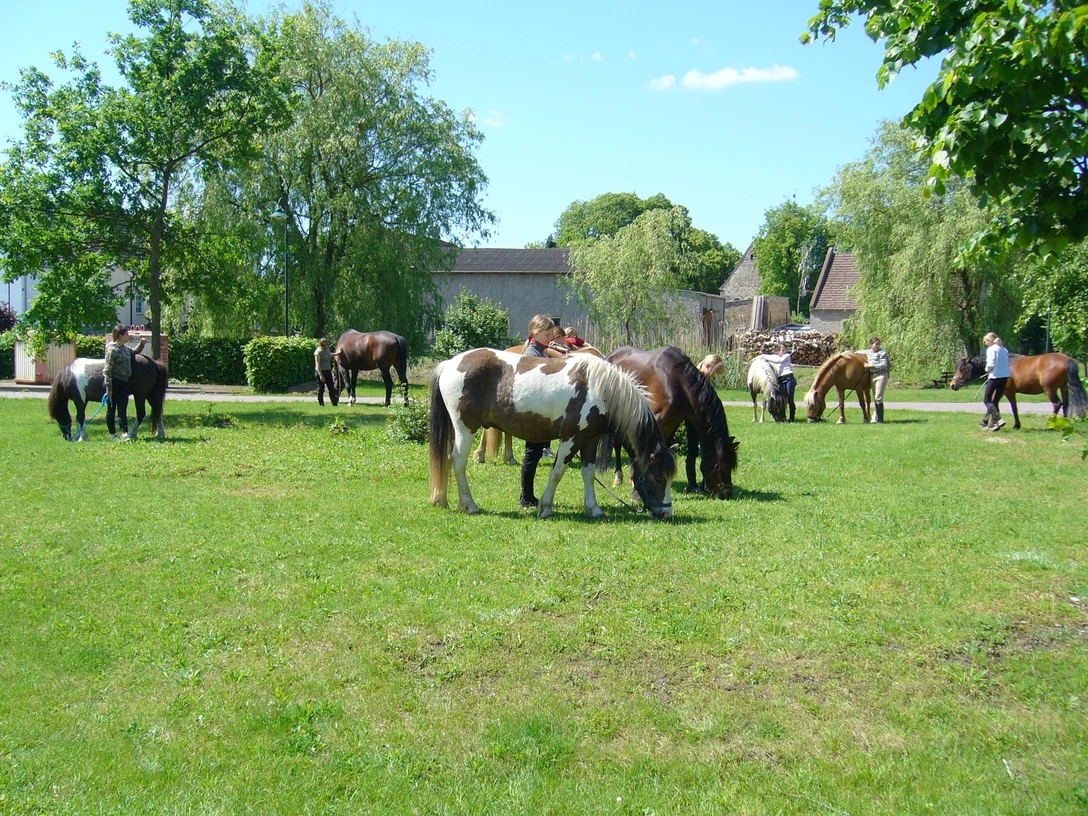 Ponyfarm Bendix