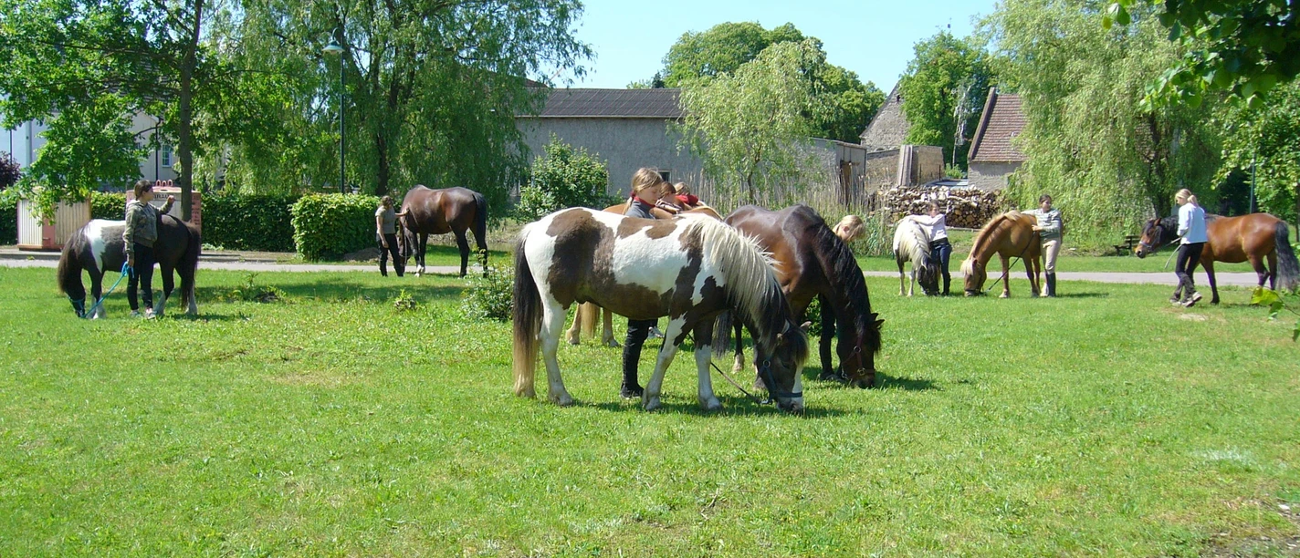 Ponyfarm Bendix
