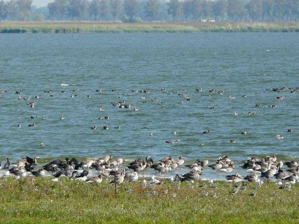 Vogelzug am Gülper See