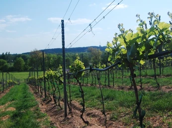 Weingut Klosterhof Töplitz