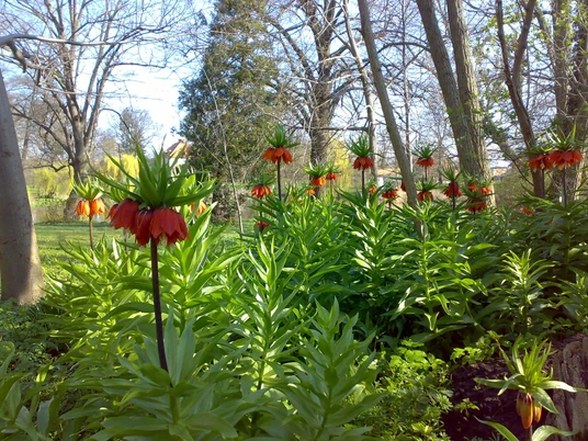 Blumen im Gutspark Möglin