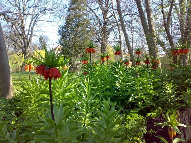 Blumen im Gutspark Möglin
