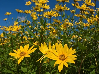 Blumen Bauernhof Erz